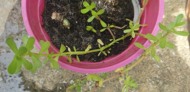 Bacopa monnieri, nir brahmi, medicinal plant